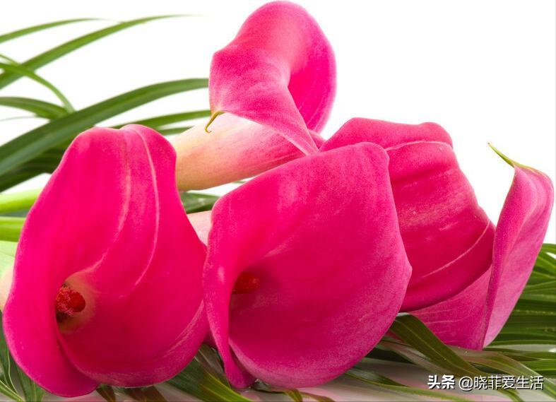 家里养寓意好的花喜阴,自带财气的8种花客厅养