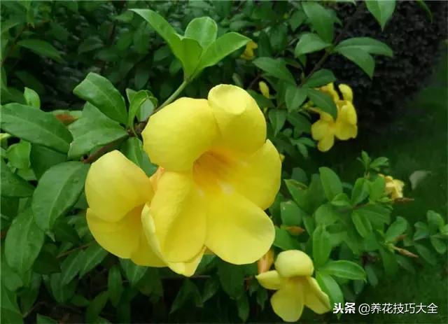 常见小区绿化100种植物图片,常见的水生植物有哪些种