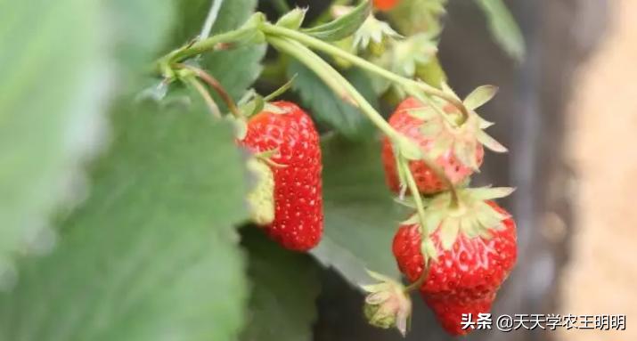 冬季草莓与夏季草莓哪个更有营养,反季草莓适合冬天吃吗