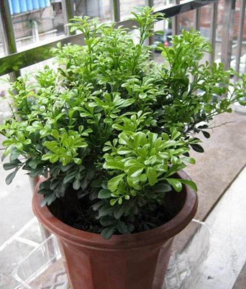 盆栽米兰花修剪技巧,米兰花怎么修剪叶子上有白色斑点