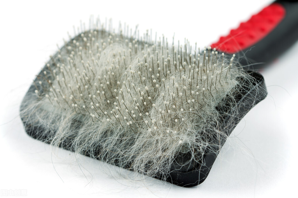 如何除掉被褥衣服宠物毛发,去除衣物上的宠物毛发的好方法