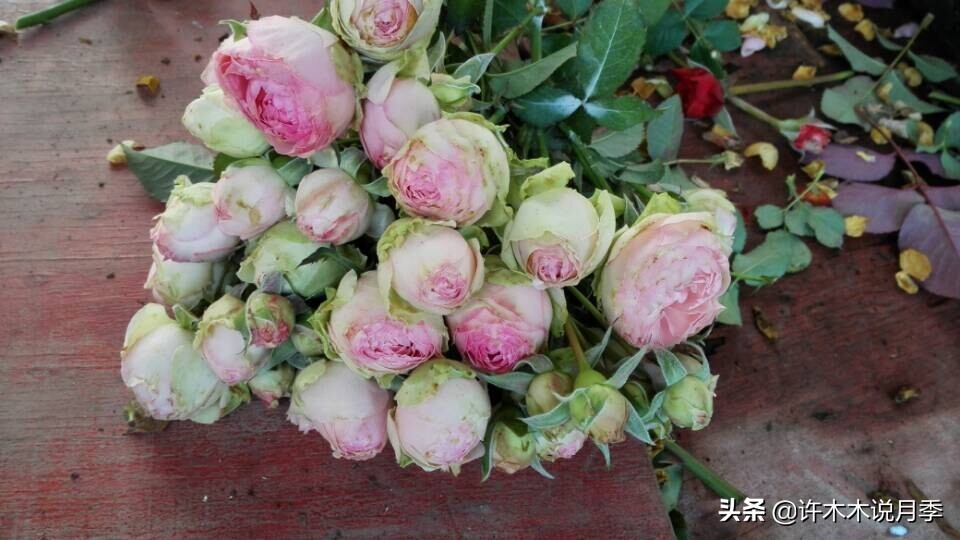 阳台最好养的月季品种推荐,四季开花最好养最好看的月季