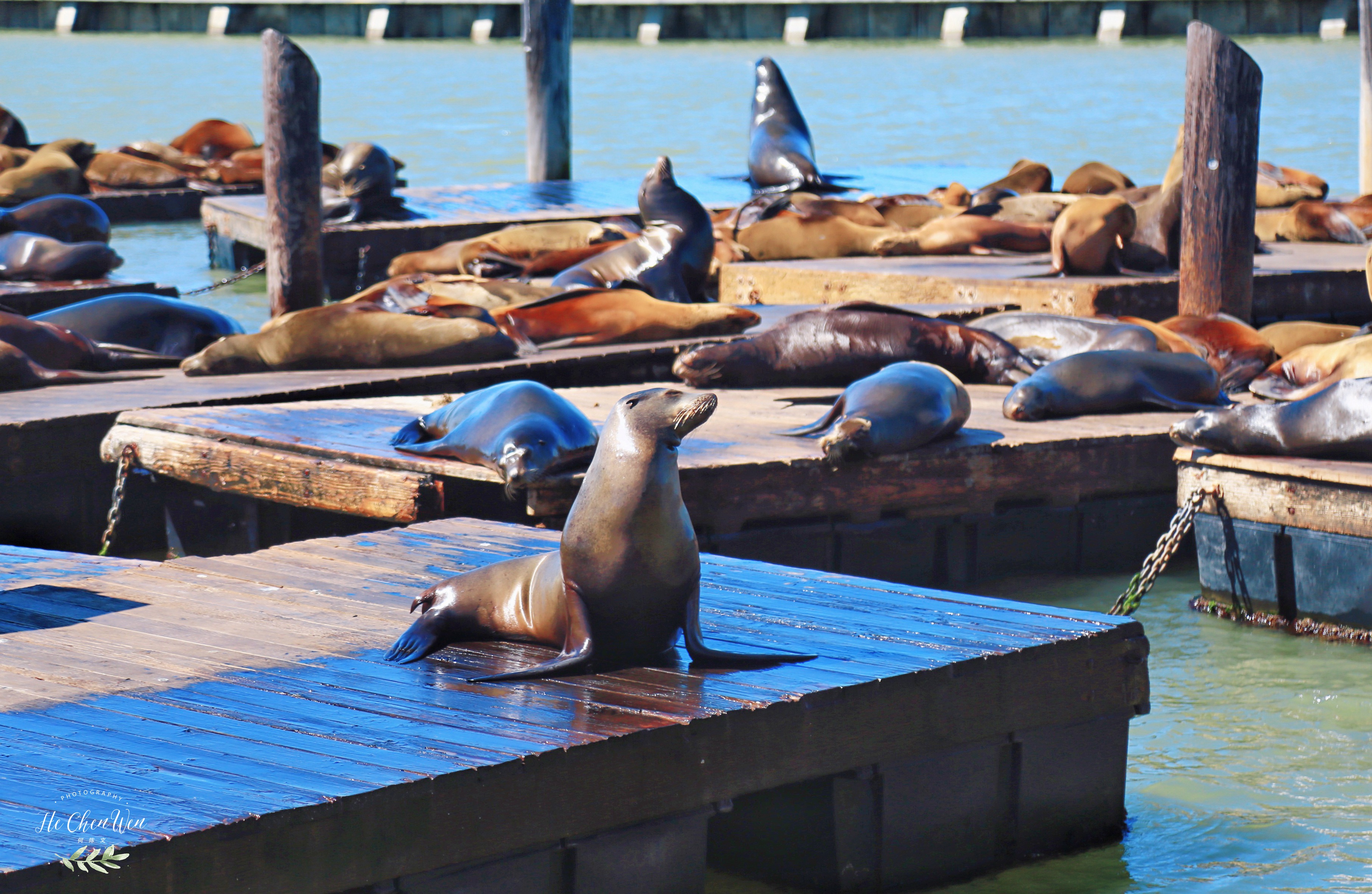 旧金山三大著名景点,旧金山10个热门景点