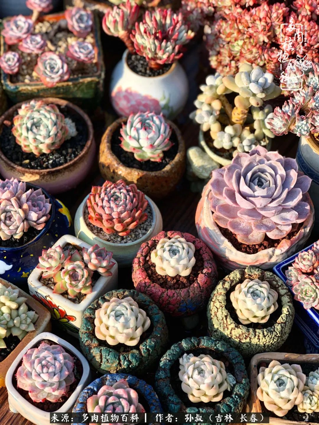 与多肉一起成长,与多肉相伴
