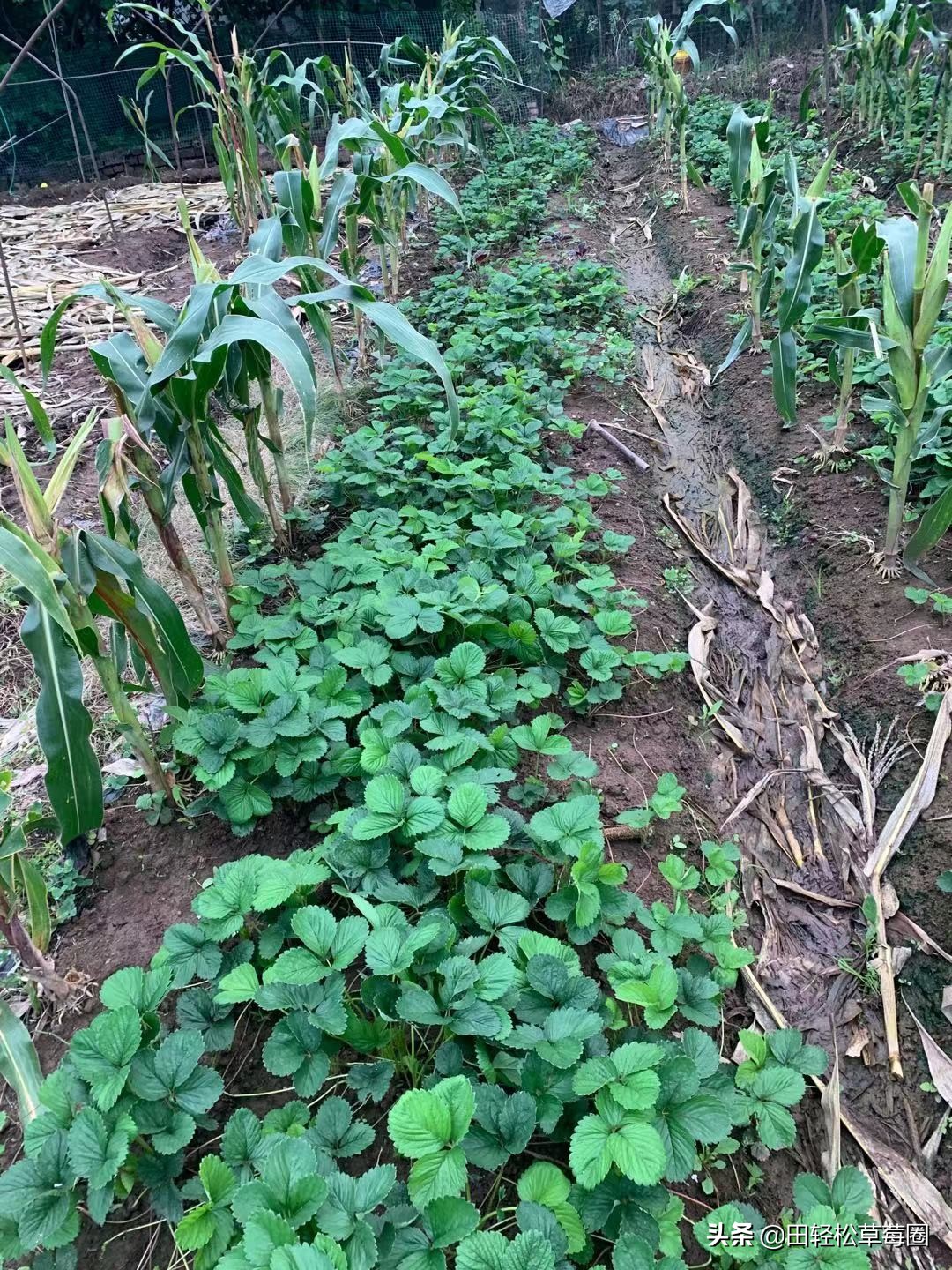 露天草莓种植时间和方法,草莓露天种植方法详细说明