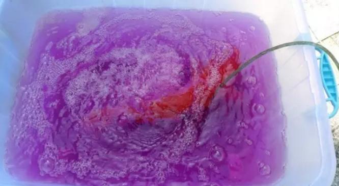 鹦鹉鱼爆鳞是怎么回事,鹦鹉鱼爆卵怎么办