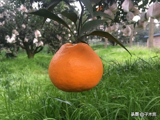 蒲江县柑橘买卖平台,四川蒲江柑橘批发联系方式