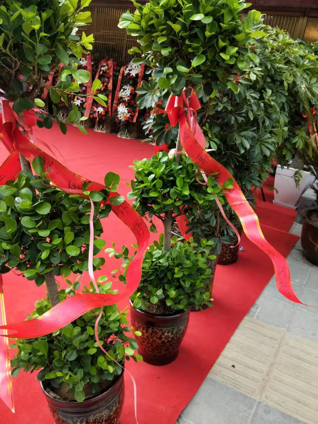 摇钱树养殖方法及注意事项,摇钱树的养殖方法用什么肥料