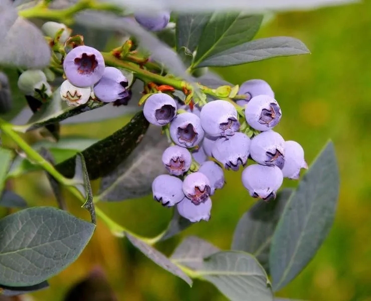 阳台果树盆栽蓝莓,阳台果树推荐