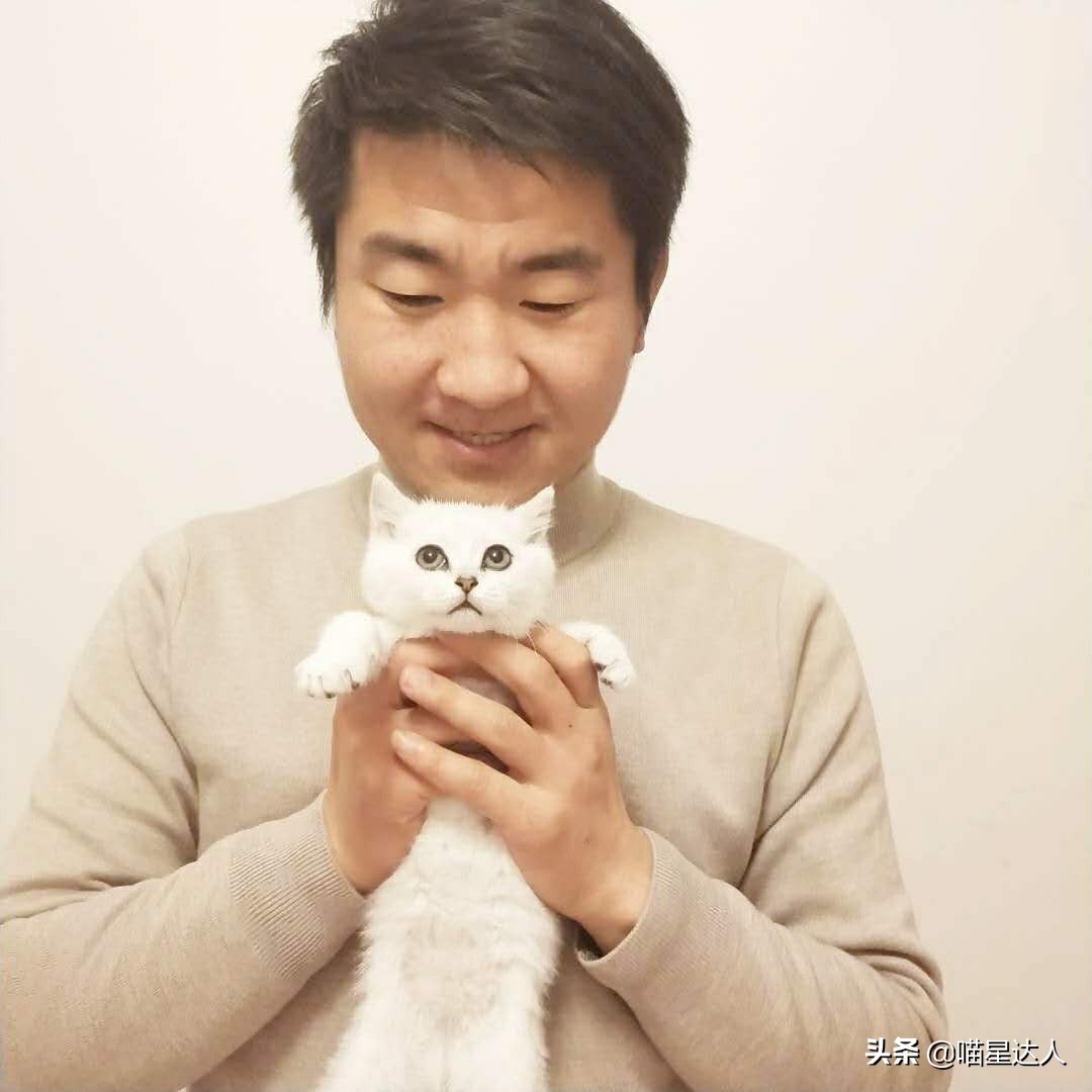养猫的基本知识和方法,猫要怎么养详细解答科学养猫