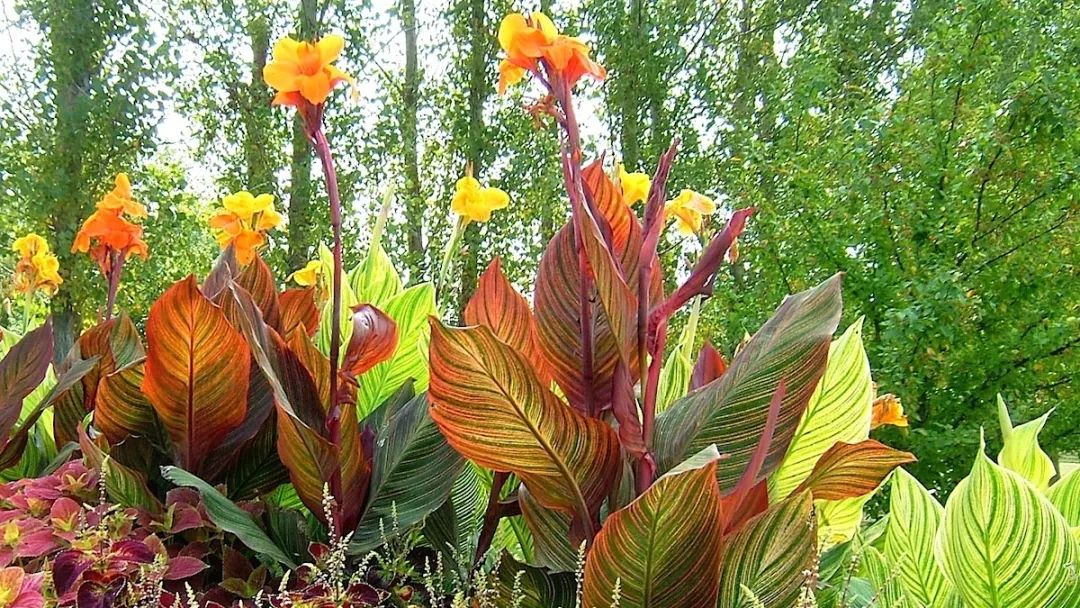 被低估的植物,被低估的水培花卉