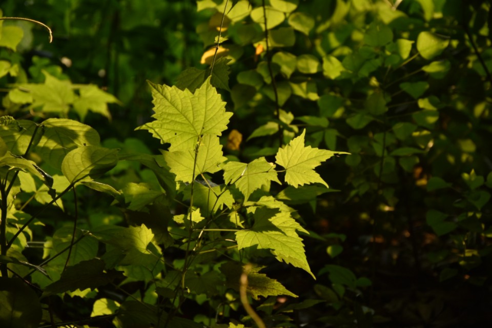 黑暗时期黎明的曙光,黑暗时代的光亮解析