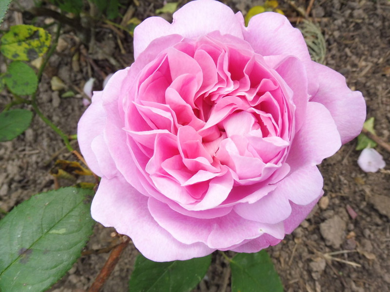 最特别的月季品种玛丽玫瑰,月季界的妖花-玛丽玫瑰