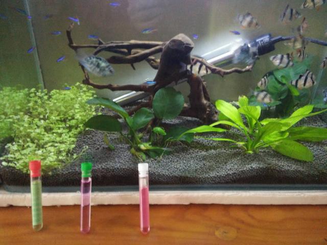 观赏鱼的气泡怎么处理,养观赏鱼水浑浊怎么办