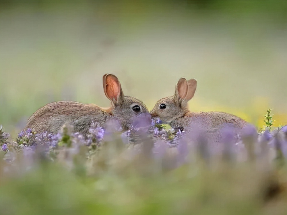 神秘包裹7000只黑腹果蝇被查获,青岛海关截获美国果蝇真实吗