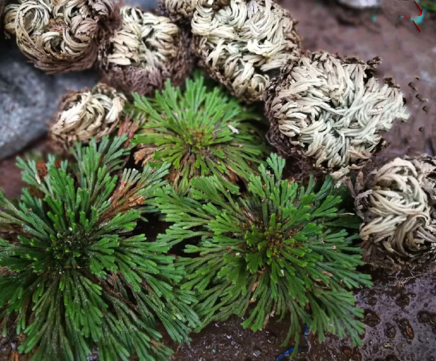 绿萝都养不活还能养什么花,好养活的懒人花绿萝