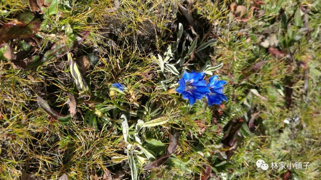 西藏滇藏骑行攻略,骑行滇藏丙察察线完整攻略