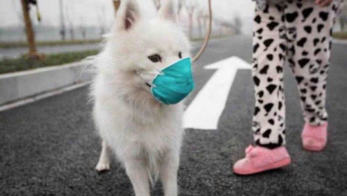 发现首例宠物狗感染新冠,全球首例香港确诊狗感染新冠病毒