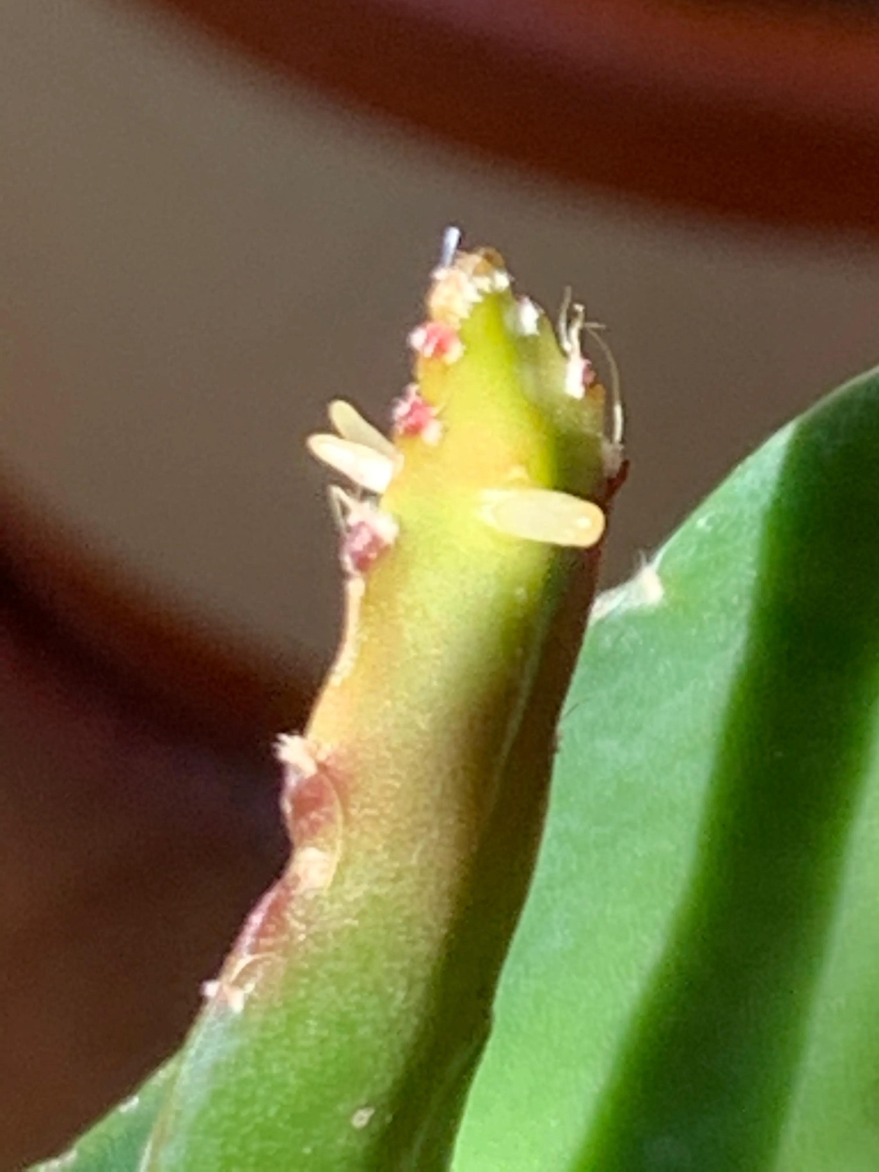 冬日里的鲜花依然盛开,冬日里盛开的第一朵鲜花