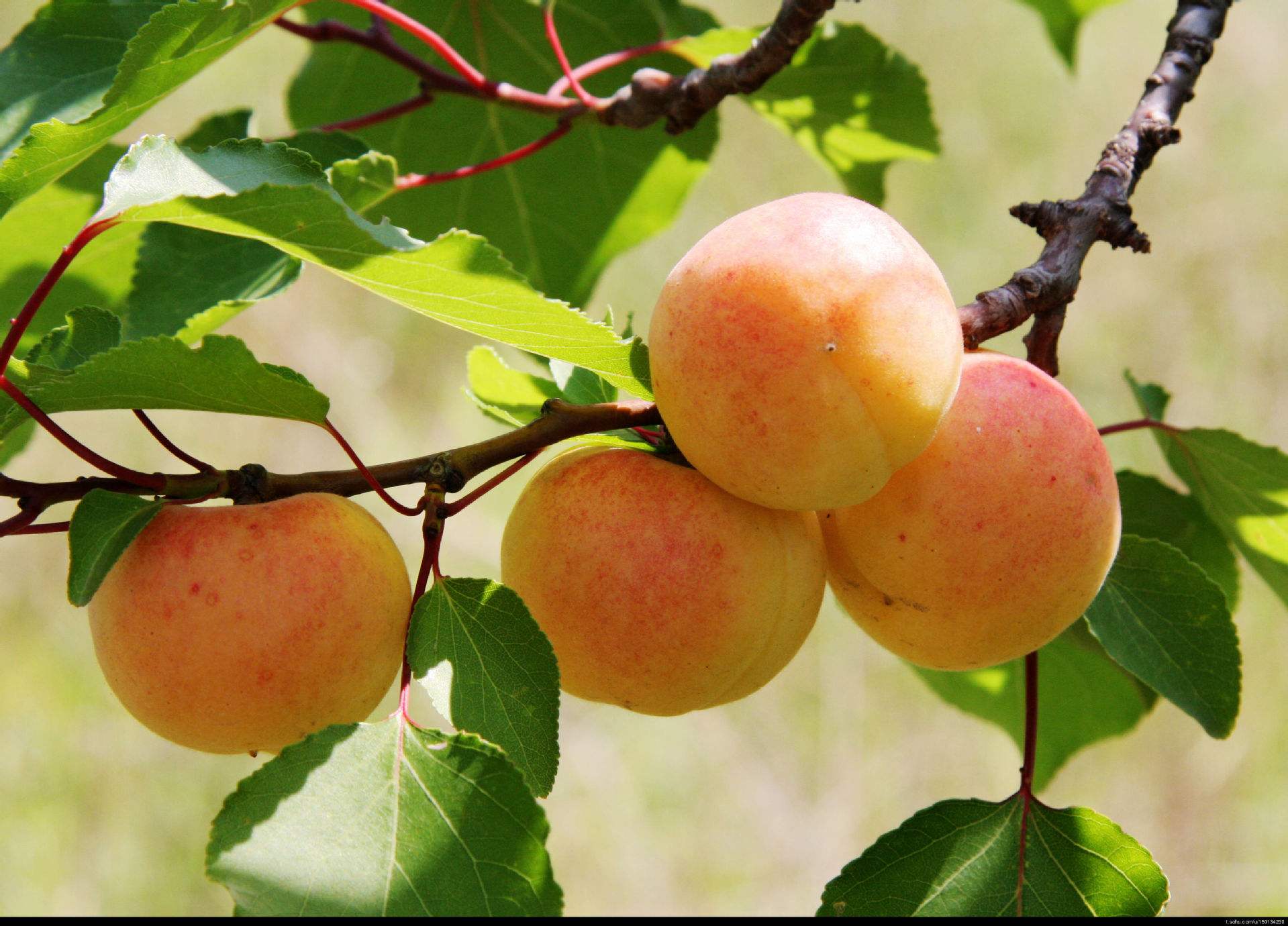 理综学霸必背口诀,高考学霸分享理综答题顺序