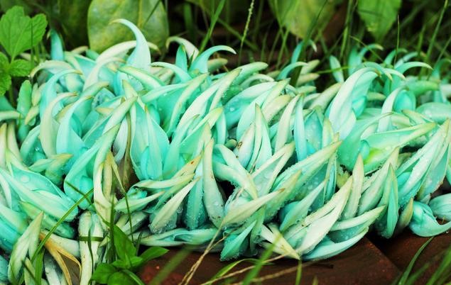 翡翠老葛,翡翠葛图片