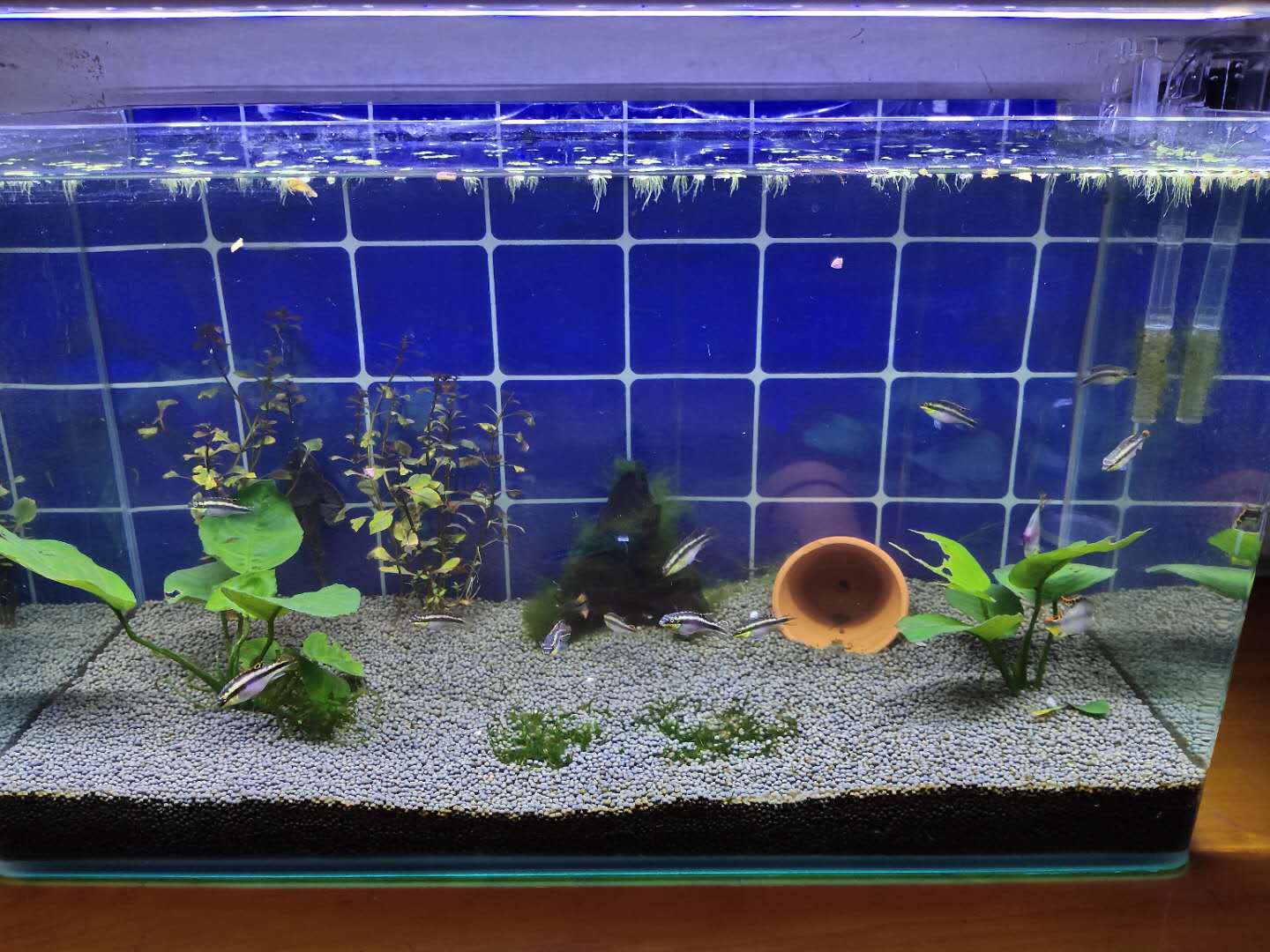 观赏鱼为什么容易惊吓,观赏鱼会因为鱼缸小而发闷吗