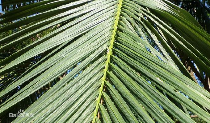 钦州像茶果一样的野果,广西的树结的果子可以吃