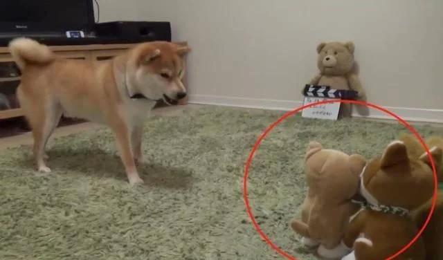 主人买了一堆柴犬玩偶，结果柴犬混入其中，主人想找也找不到了