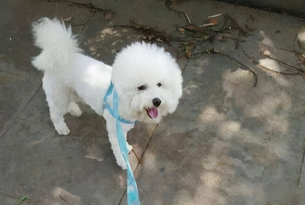 谨慎!不要再用这几种方式遛比熊了,会伤害到它