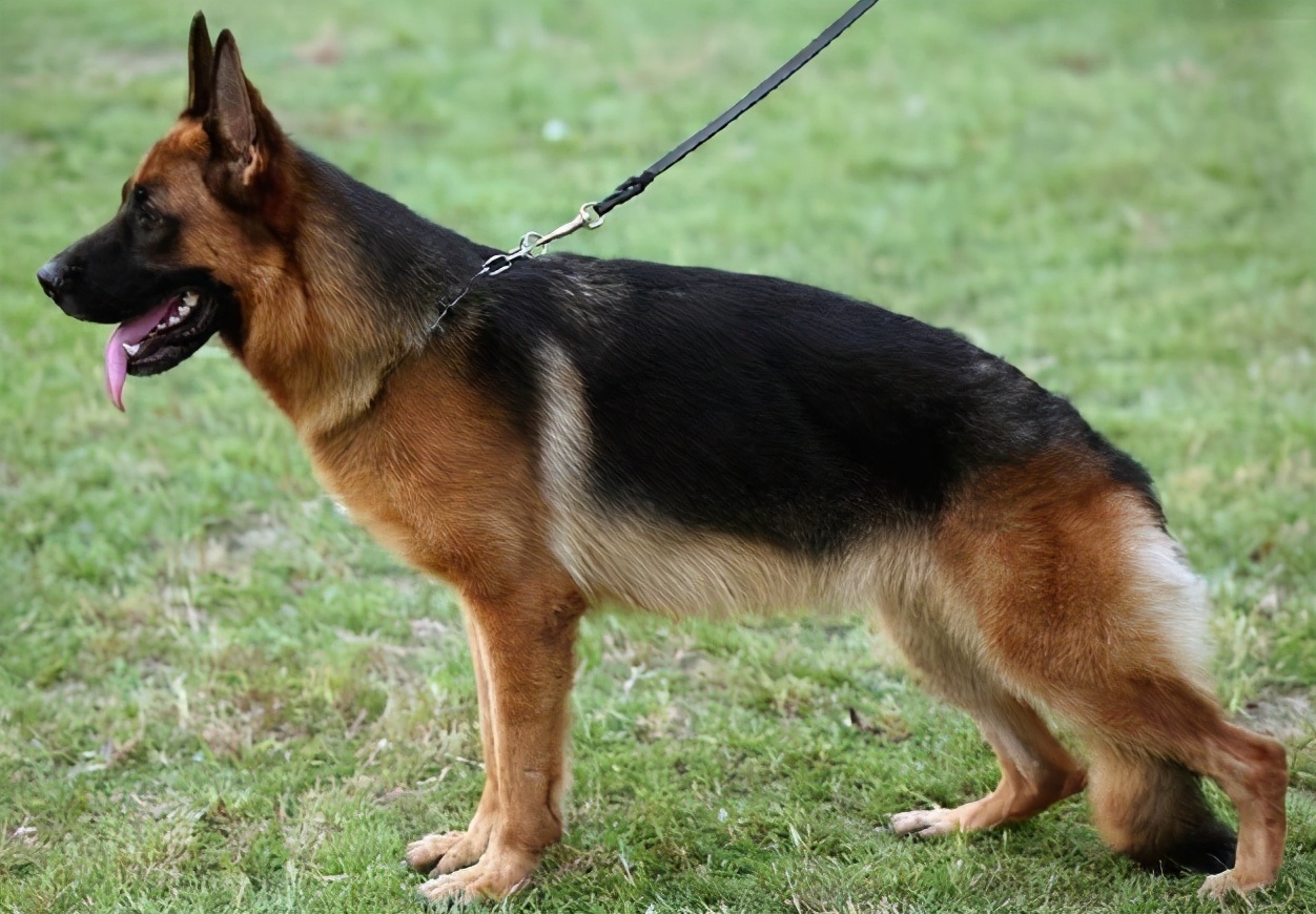 昆明犬怎么养才最好,昆明犬与马犬哪个比较优秀