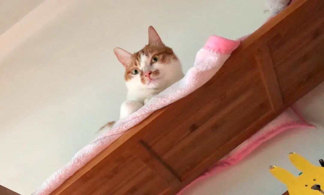 饲养猫狗对小孩肥胖有关系吗,肥胖猫狗选粮攻略