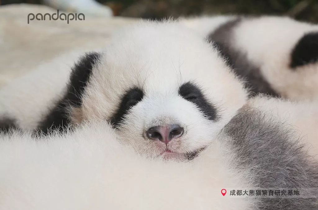 冬天就是要拥抱,冬季拥有温暖的抱枕