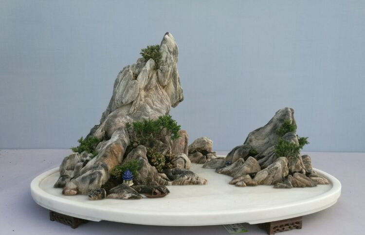 养什么盆景最赚钱,种盆景卖赚钱吗