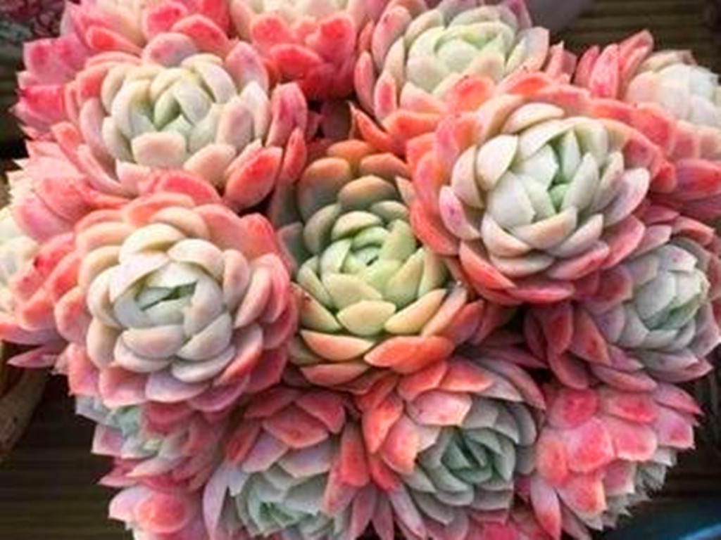 多肉植物冰莓好养吗,多肉冰梅老桩养殖方法