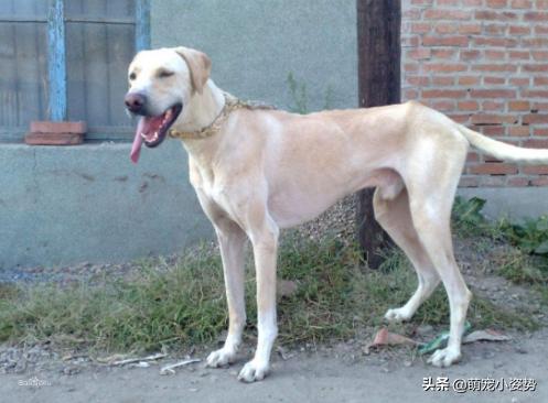 土狗分为哪三种狗品种呢,小土狗都有哪种品种的狗