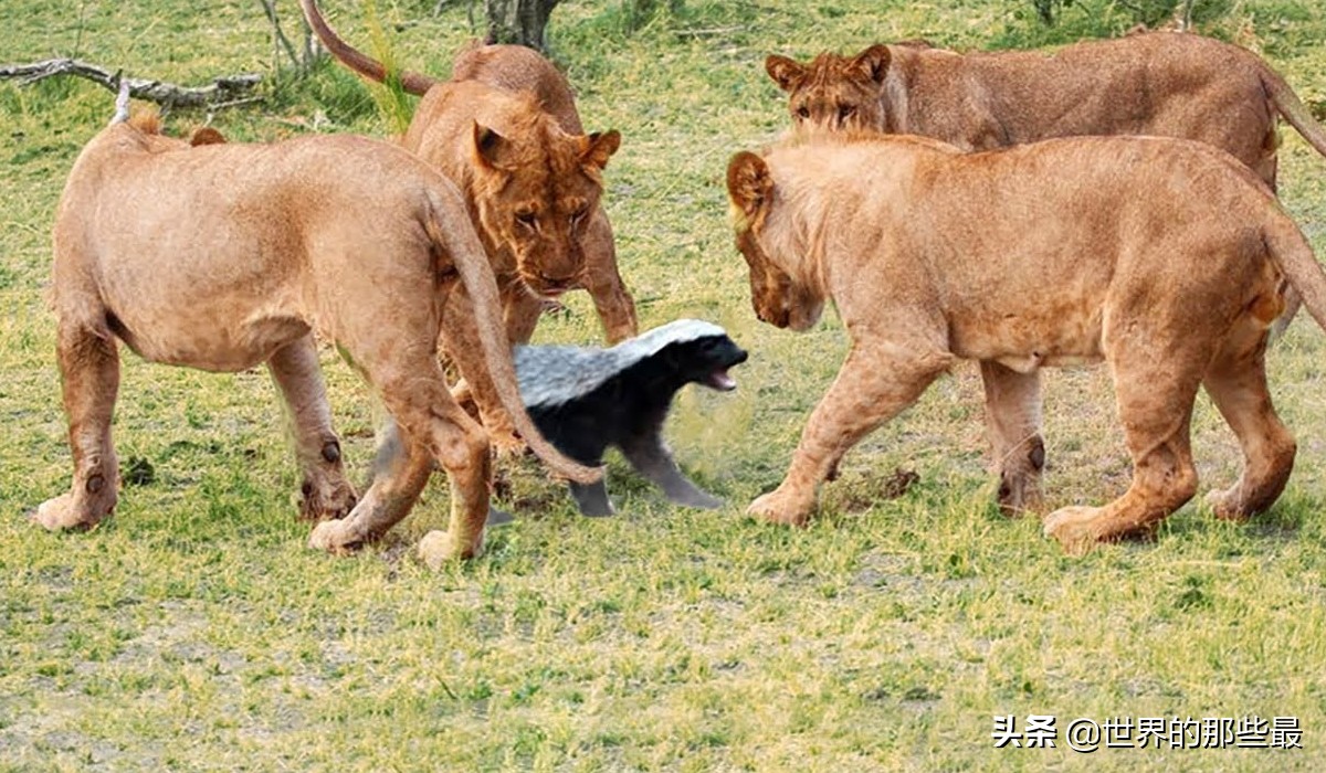 平头哥蜜獾和鬣狗,斑鬣狗对战蜜獾视频