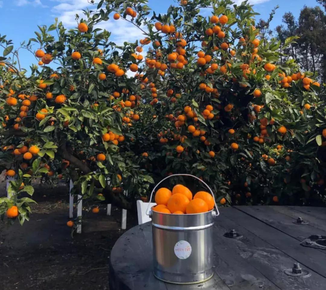 济州岛和夏威夷对比,济州岛最新海岛