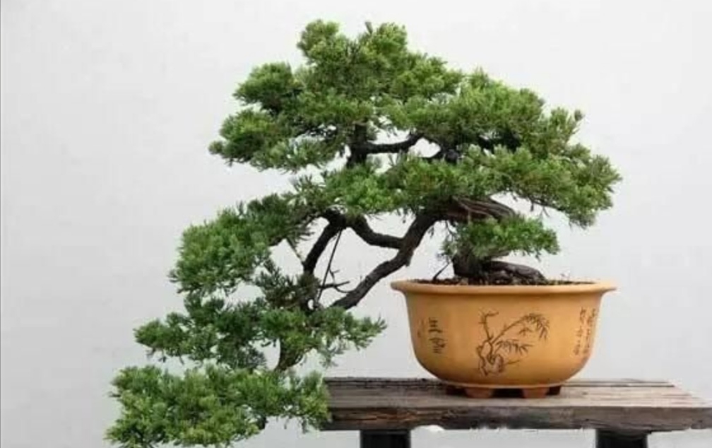 什么的树木适合做盆景,适合制作盆景有什么树种