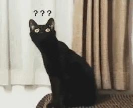 黑猫是不是特别的稀有,黑猫真的看不清吗