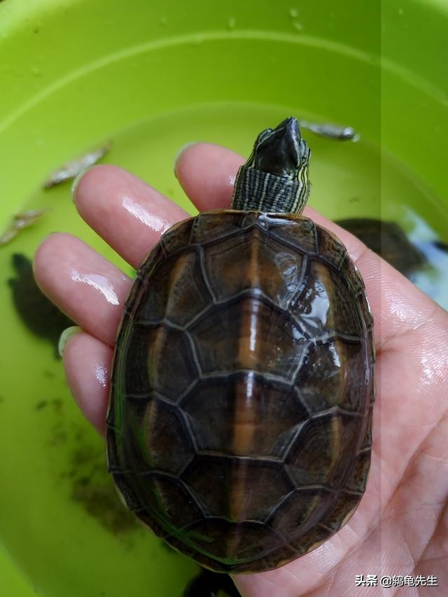 乌龟冬眠前要清肠多久,乌龟冬眠前怎样清肠