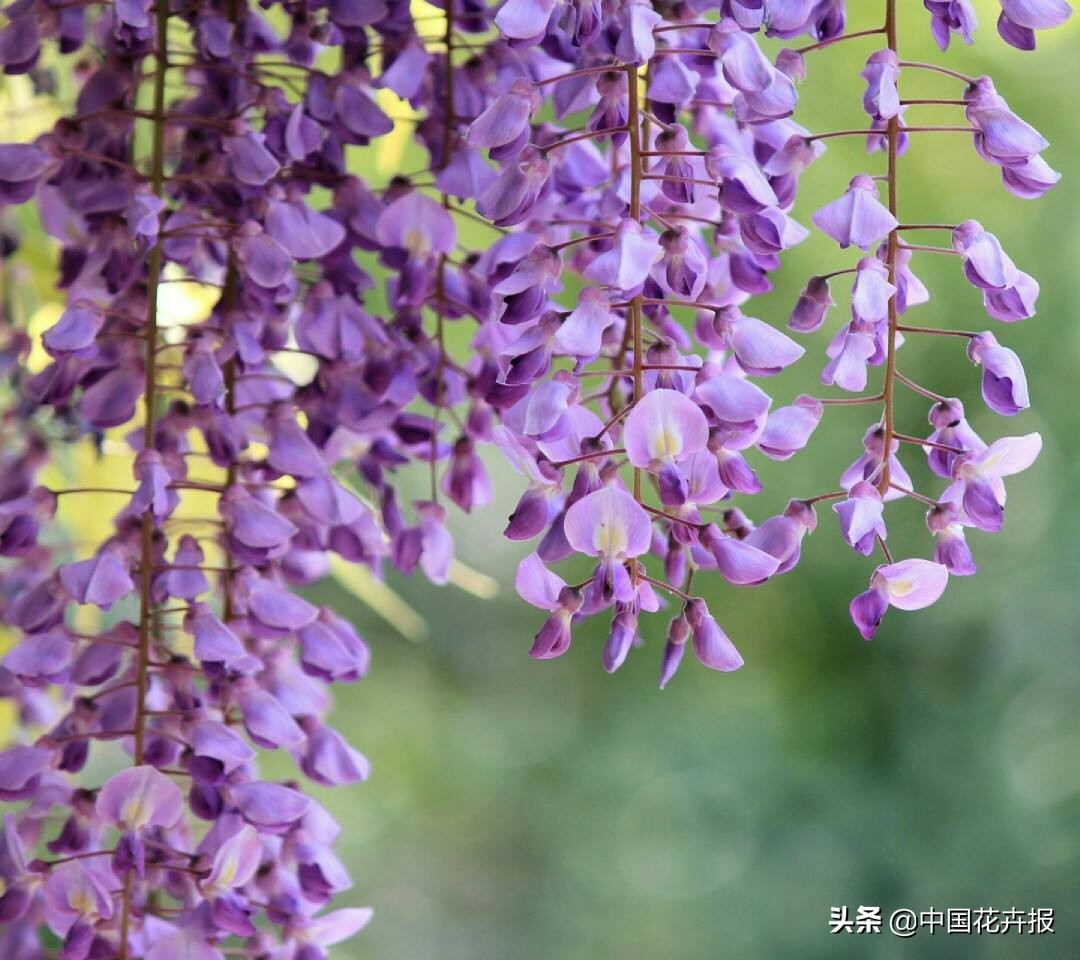 适合花园的花花草草,如何打造四季都有花的花园
