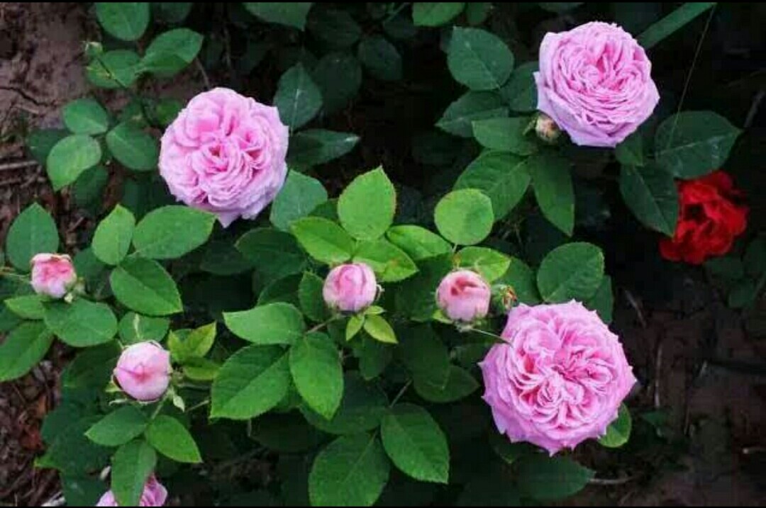 月季开完第一次花的养护与管理,藤本月季春天开花后怎么剪残花