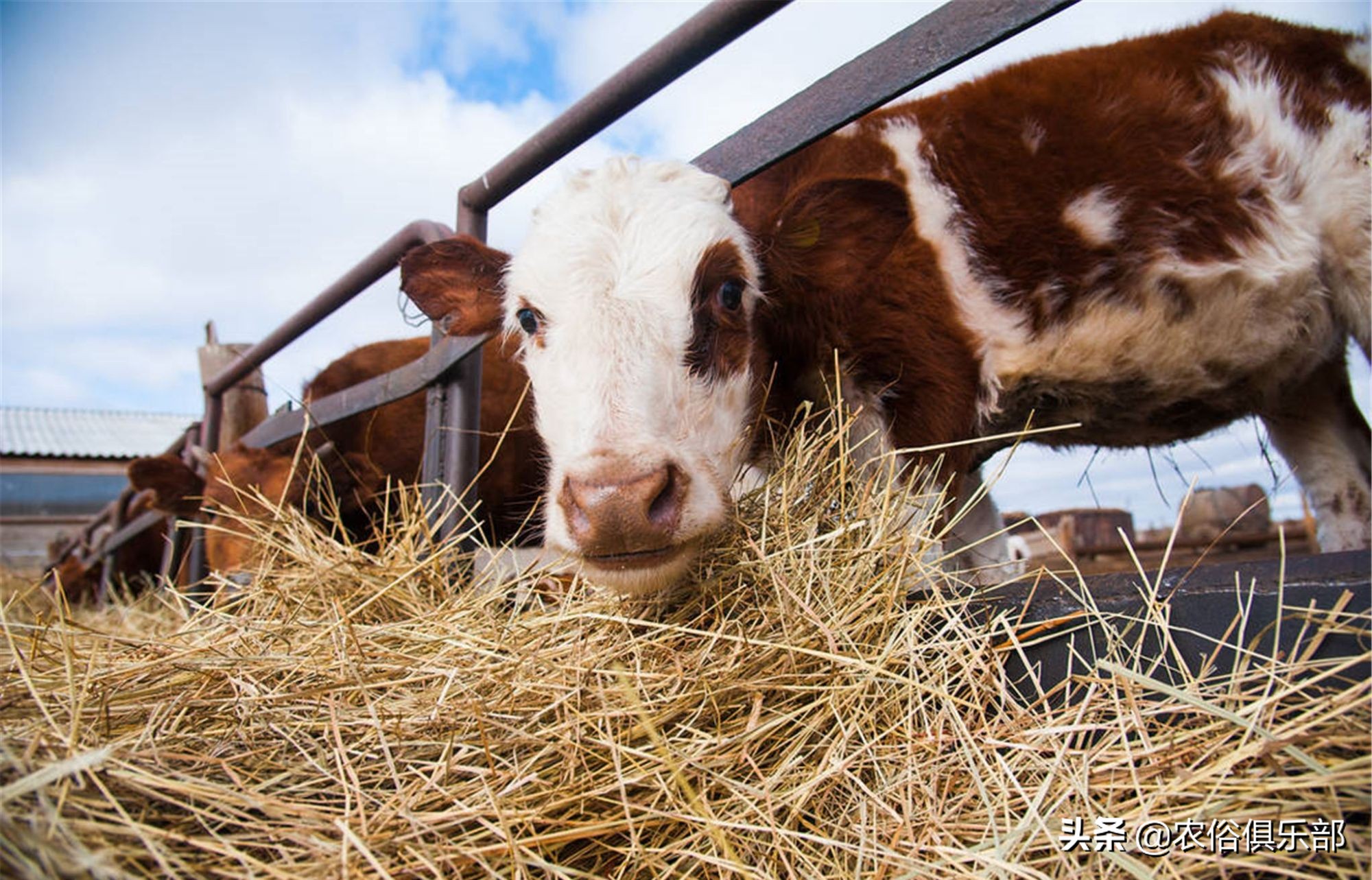 多省爆发牛皮肤病，三伏天不建议买牛，这些建议值得养牛人借鉴