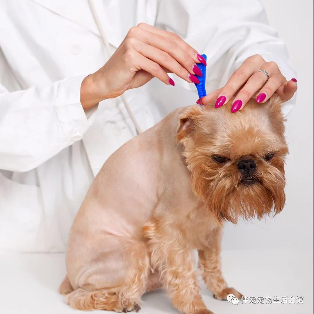 狗狗的驱虫药去哪里买,狗狗的驱虫多久一次