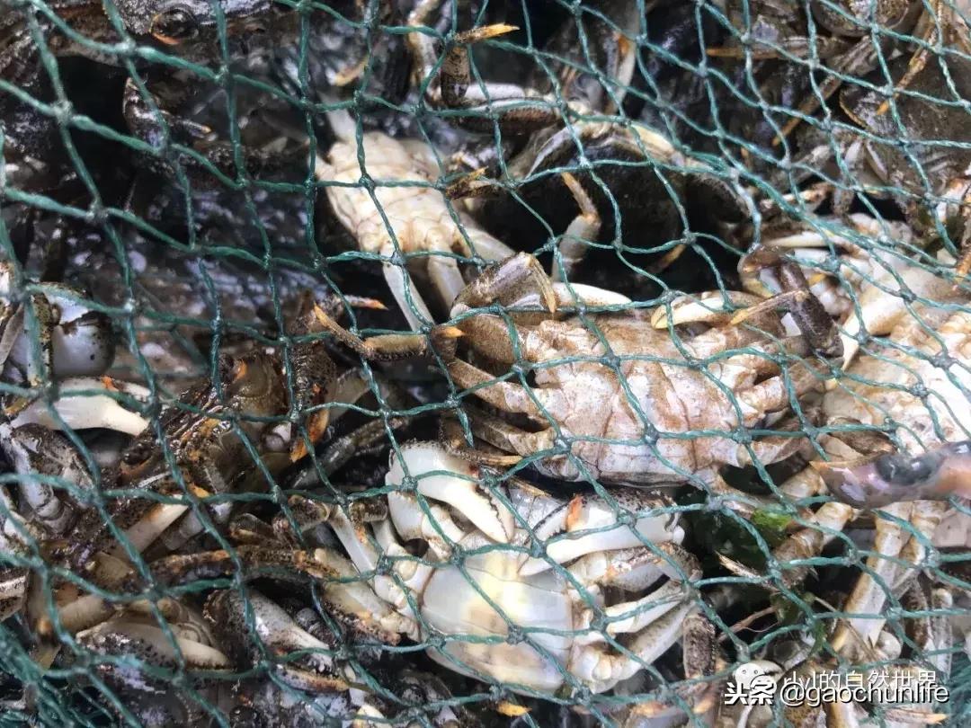 草龟难养,养草龟笔记