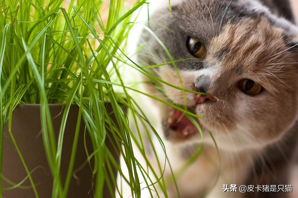 猫咪啃塑料袋是缺钙还是有猫毛,猫咪啃袋子需要吃什么