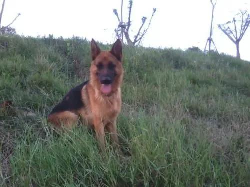 温柔的德牧视频,牧羊犬来福