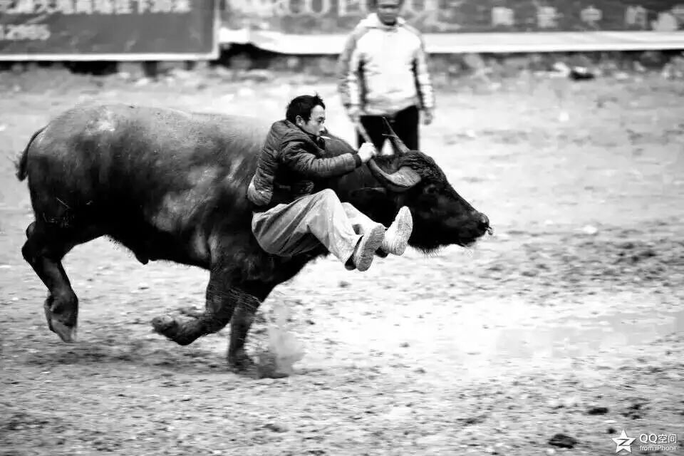 贵州苗乡斗牛视频大全,水打坪乡村斗牛