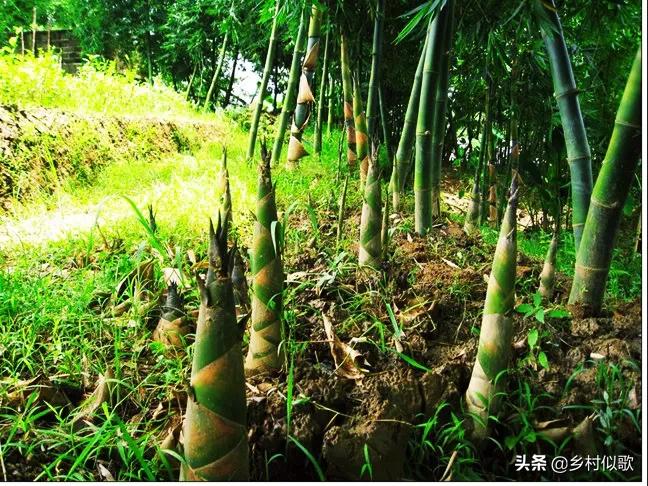 竹子顽强的生命,竹子坚韧的特点
