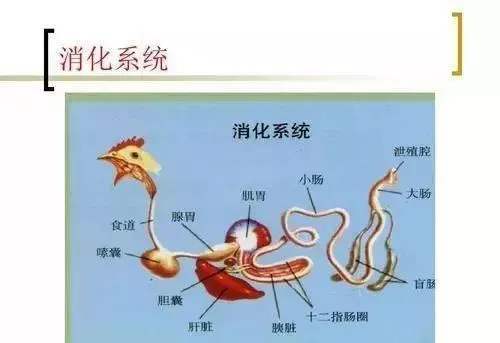 鸡为什么喜欢啄泡沫,鸡为什么喜欢啄泡沫塑料